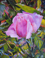 Pink Rose With Buds Painting