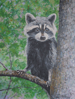 Raccoon In a Tree Oil Painting